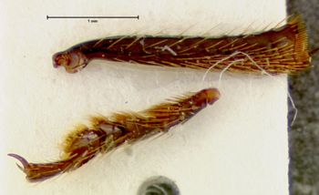 Media type: image;   Entomology 31524 Aspect: body parts